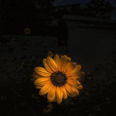 a woman 's face is surrounded by sunflowers in a circle