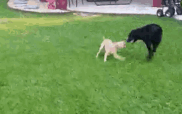 two dogs are playing in a yard with a wheelbarrow in the background .