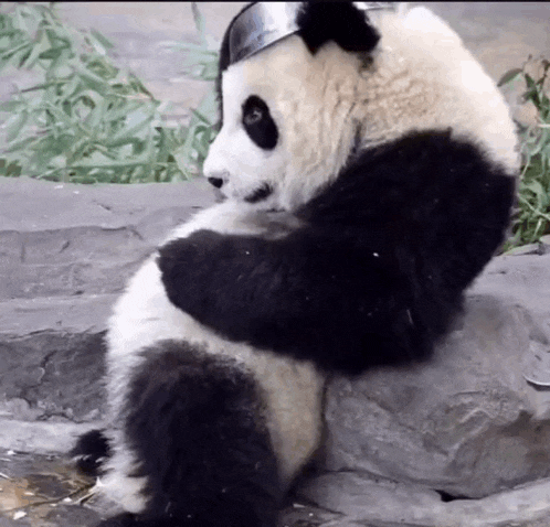 a panda bear is sitting on a rock wearing a crown .