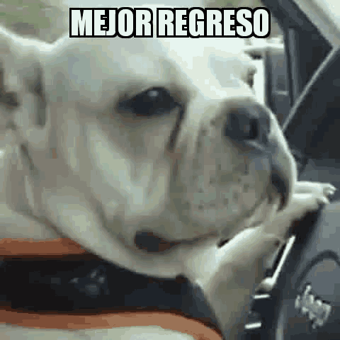 a dog is sitting in the driver 's seat of a car with the words mejor regreso written on it .