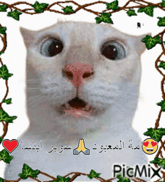 a picture of a white cat with arabic writing on the bottom