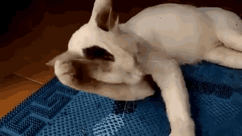 Shuberth Shuberth Cat GIF - Shuberth Shuberth Cat Funny Cat GIFs