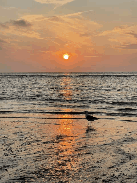 a seagull stands on the beach at sunset looking out over the ocean