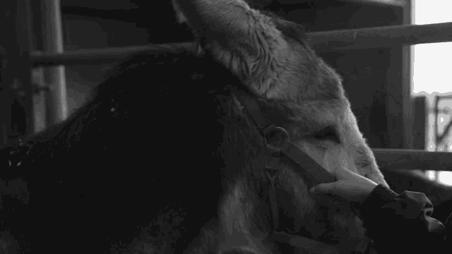 a black and white photo of a person touching a horse 's face