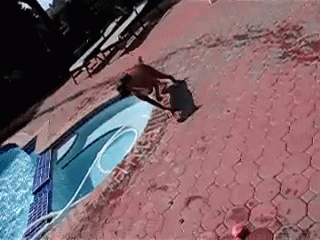 Summer'S Not Over! GIF - Pool Dog Jump GIFs
