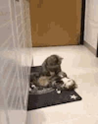 a couple of cats are laying on a rug on the floor .