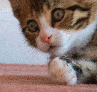 Ohshit Cat GIF - Ohshit Cat Kitty GIFs