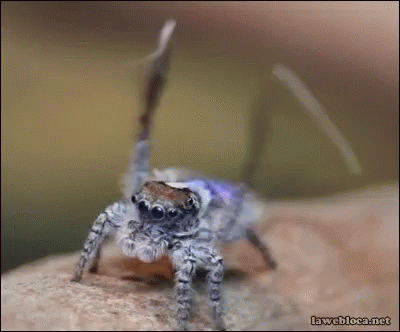 Bugs Insects GIF - Bugs Insects Dancing Spider GIFs