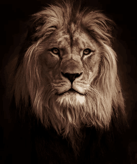 a close up of a lion 's face against a black background