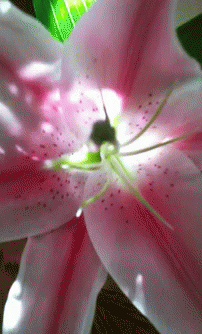 Flower Lily GIF - Flower Lily GIFs