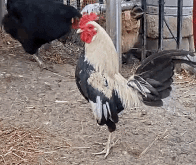 rooster-crowing-bantam.gif