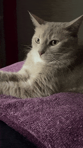a cat is laying on a purple towel and looking at the camera