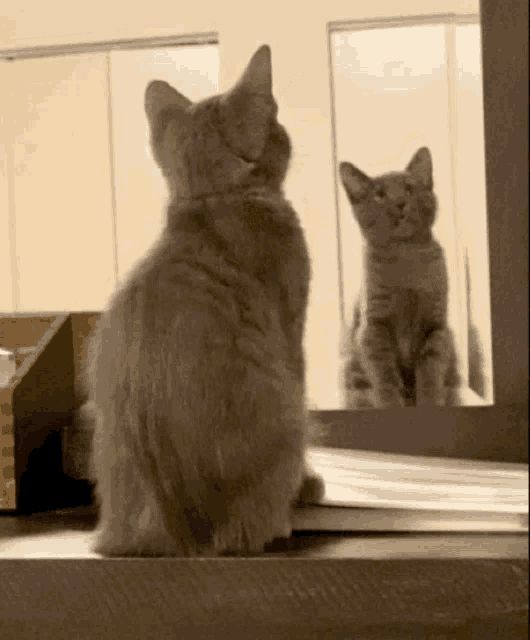 Catyawning Surprised GIF - Catyawning Cat Yawning GIFs