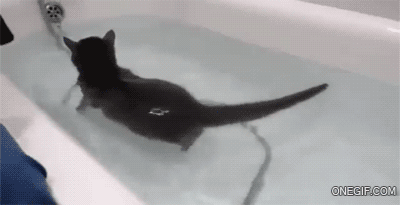 Kitty Goes For A Swim GIF - Cat Water Bathtub GIFs