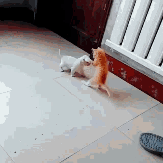 a puppy and a cat are playing on a tile floor