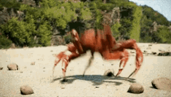 Crab Dance GIF - Crab Dance Dancing GIFs