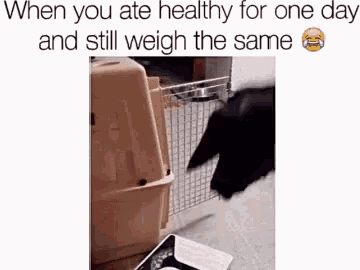 Dogs Weight Loss GIF - Dogs Weight Loss Funny GIFs