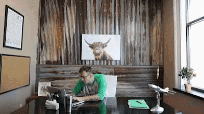 a man sits at a desk with a laptop and a picture of a cow on the wall behind him