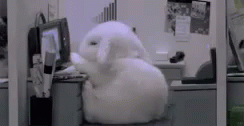 นอน GIF - Sleep Bunny Office GIFs