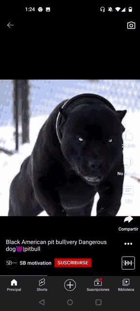 a black american pit bull wearing headphones is very dangerous