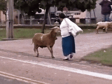 Goat Rekt GIF - Goat Rekt GIFs