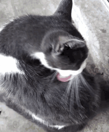 a close up of a black and white cat with a pink collar