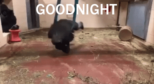 Goodnight Gorilla Gorilla Spin GIF - Goodnight Gorilla Gorilla Spin GIFs