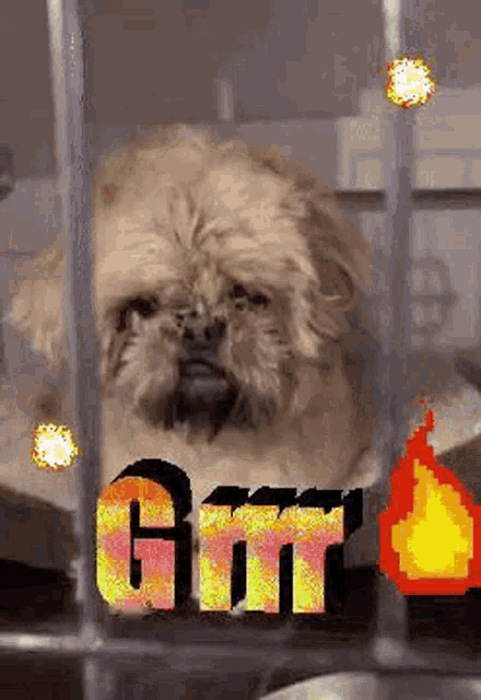 a small dog is sitting in a cage with a fire in the background and the word gorr .