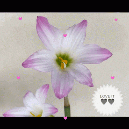 Flower Hearts GIF - Flower Hearts Popped GIFs