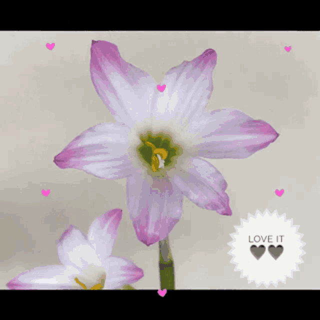 a picture of a flower with the words love it