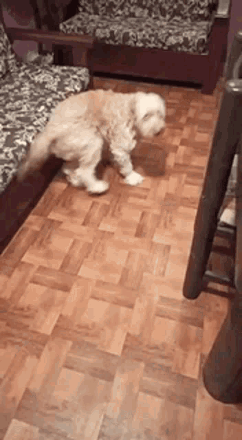 a small dog is walking on a wooden floor in a living room .