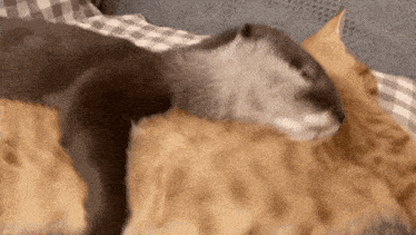 an otter is laying on top of a cat on a couch .