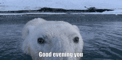 a polar bear is swimming in the water with the words good evening you below it