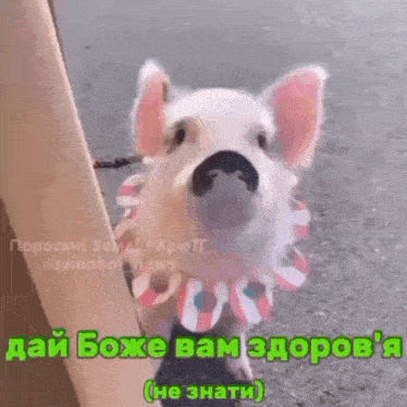 a pig wearing a collar is standing next to a sign that says " дай боже вам здоров "
