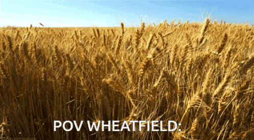 a field of wheat with the words pov wheatfield written below it
