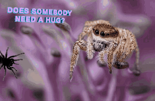 Spider Need Hug GIF - Spider Need Hug Cute GIFs
