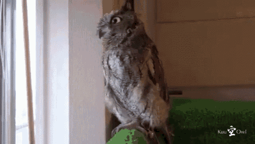 a gray owl is sitting on top of a green carpet .