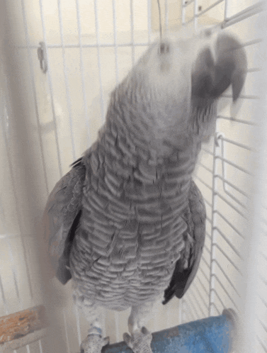 a gray parrot is standing in a cage