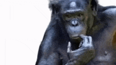 a chimpanzee is sitting on a white surface and eating something .
