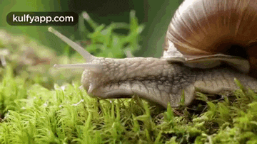 a close up of a snail crawling on a mossy surface .