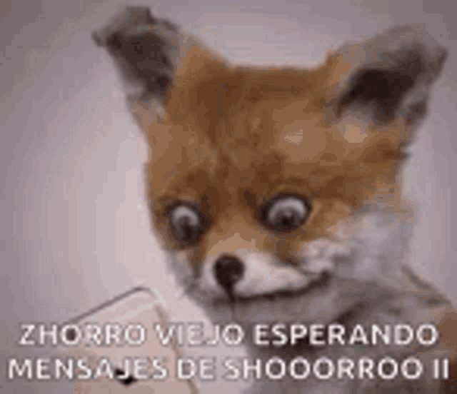 a fox is holding a cell phone in its mouth and smiling .