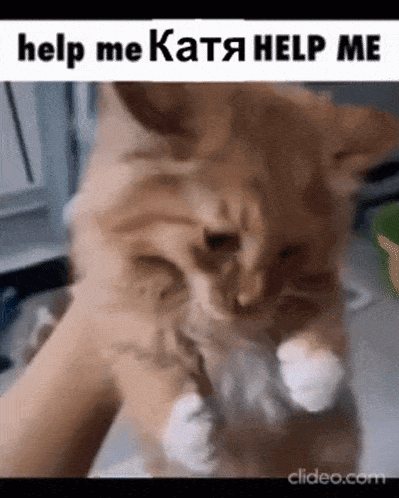 a cat is being held in a person 's hand and says `` help me '' .