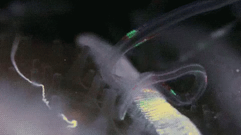 プランクトン GIF - Plankton GIFs