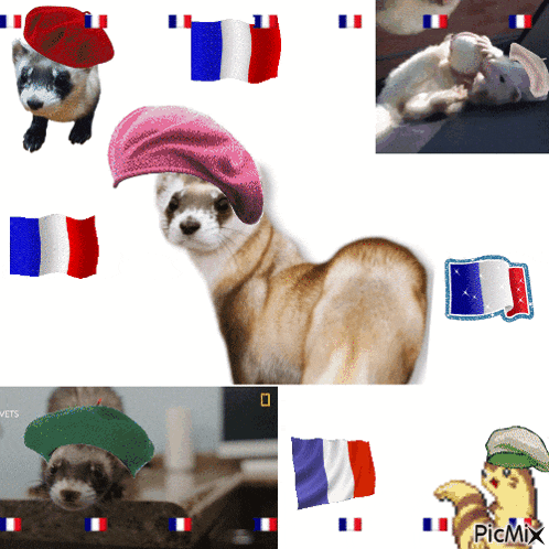 a picture of a ferret wearing a beret with a french flag behind it