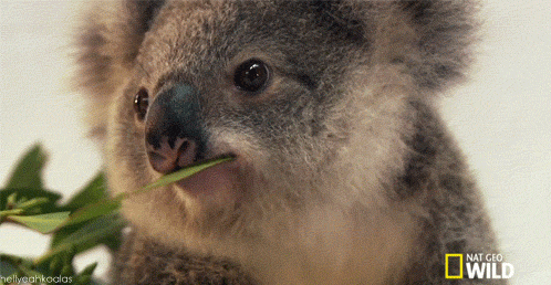 Wink GIF - Cute Adorable Koala GIFs