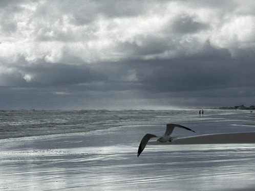 a black and white photo of a seagull flying over the ocean