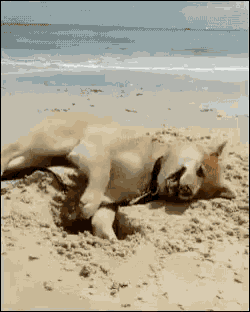 Dogs Funny Animals GIF - Dogs Funny Animals Beach GIFs