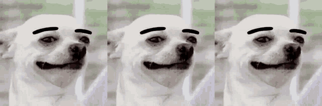 three pictures of a white dog with black eyebrows drawn on it 's face .
