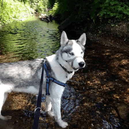 a husky dog wearing a harness and muzzle is standing in a stream