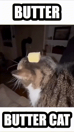 a cat with a piece of butter on its head and the words butter butter cat